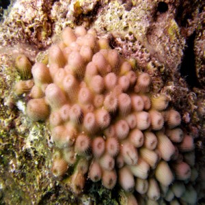 Staghorn_coral_-_Astreopora_myriophthalma