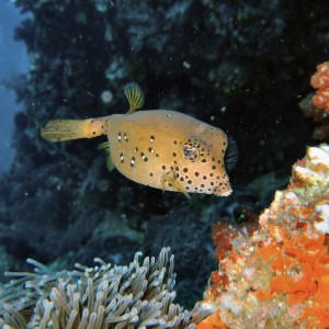 Boxfish