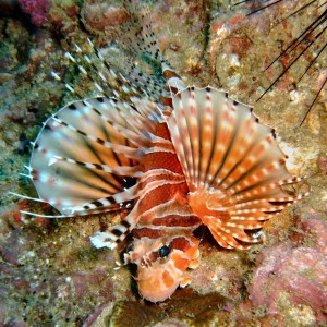 Lion fish