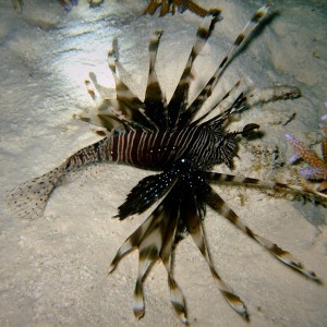 Lion fish