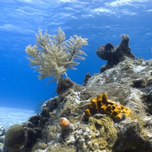 Natural Light Reef Scene