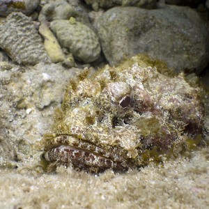 Scorpian Fish