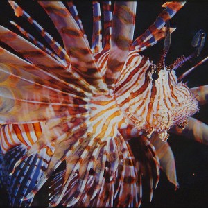 Truk Lionfish