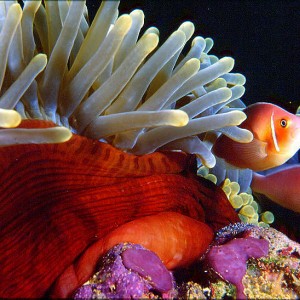 Truk Anemone