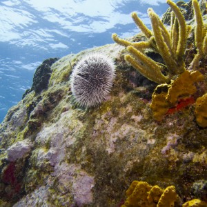 Sea Urchin