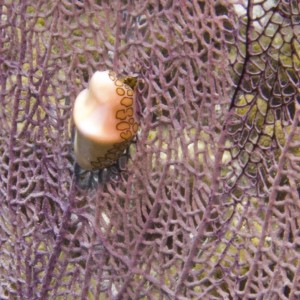 Flamingo Tongue Snail