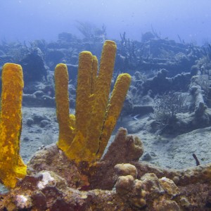 Sponges at the Rhone