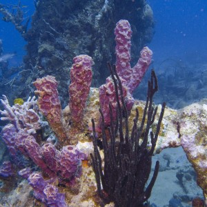 Purple Sponges