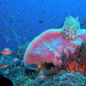 South komodo dec 2007