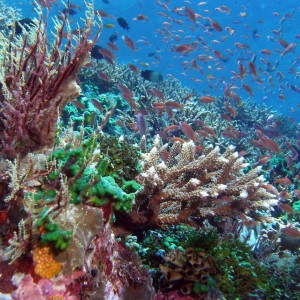 South komodo dec 2007