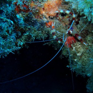 cay sal spider crab