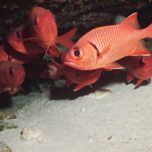 Big Scale Soldierfish