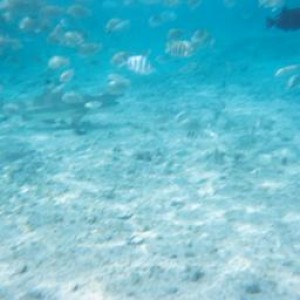 Shark_in_Bora_Bora_3