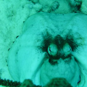 Octopus "puffing up" for the camera