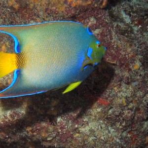 Queen Angelfish