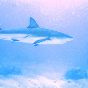 Caribbean Reef Shark