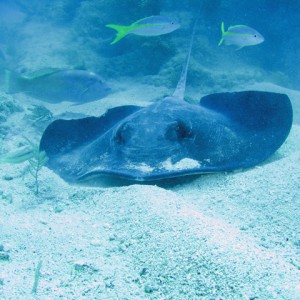 Southern Stingray