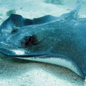 Southern Stingray