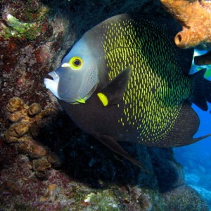 French Angelfish