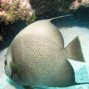 Gray Angelfish