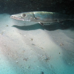 Barracuda