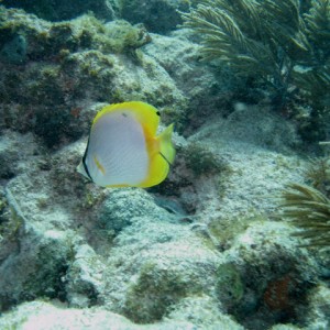 Spotfin Butterflyfish