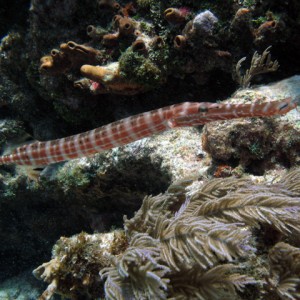 Trumpetfish