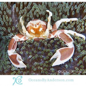 stickemupcrab