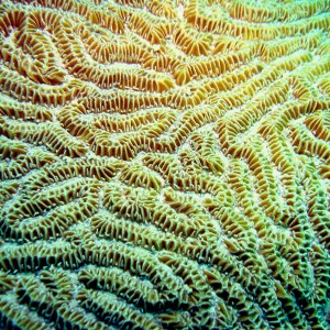 Coral close up