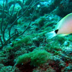 Unknown fish moving along