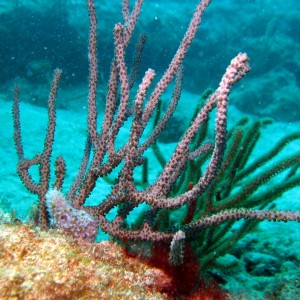 Reef_Scenes_2_