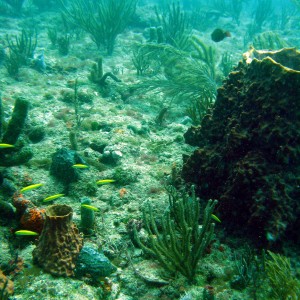 Beautiful_Reef_Scene