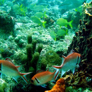 Blackbar Soldierfish