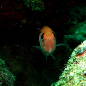 Blackbar Soldierfish peeking out