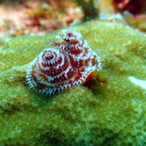 Christmas Tree Worm