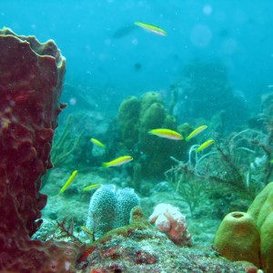 Reef_scene_with_yellow_fish_1_