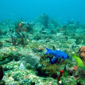 Various_Reef_Fish