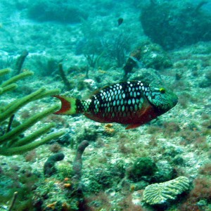 Stoplight Parrotfish