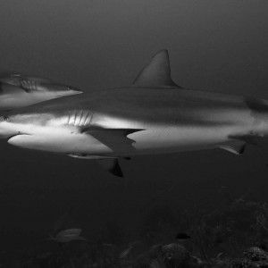 More_reef_sharks_Roatan_2007_copy
