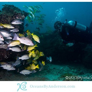 Diver with fish