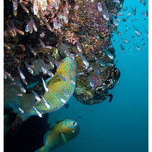 Parrotfish w/ bait