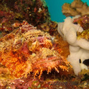 scorpion on the reef