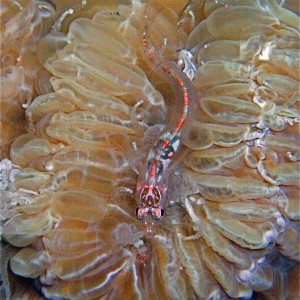 Blennies living in Coral Polyps