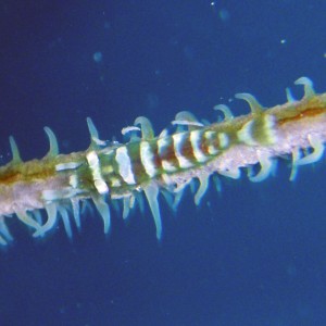 Wire Coral Shrimp, Roatan South side