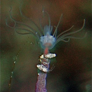 Solitary Hydroid Whatzits Crustacean