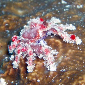 Crab, Roatan- caught off reservation