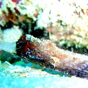 Pipefish, Roatan South Side