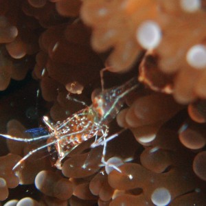 Shrimp in Anemone, Roatan