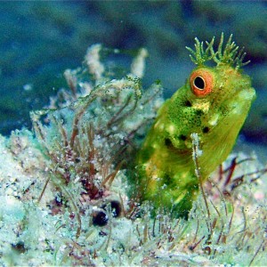 RoughHead Blennie, Roatan South side