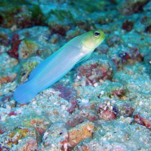 Yellow Tailed  Jawfish, Caribbean, Roatan, South Side